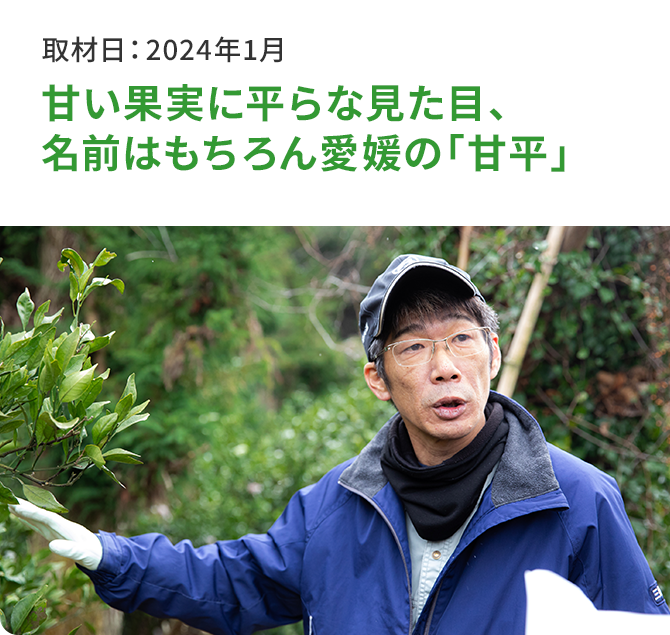 甘い果実に平らな見た目、名前はもちろん愛媛の「甘平」 取材日:2024年1月