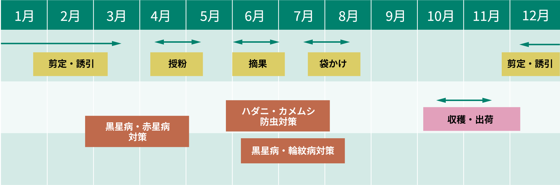 「晩三吉」　栽培スケジュール