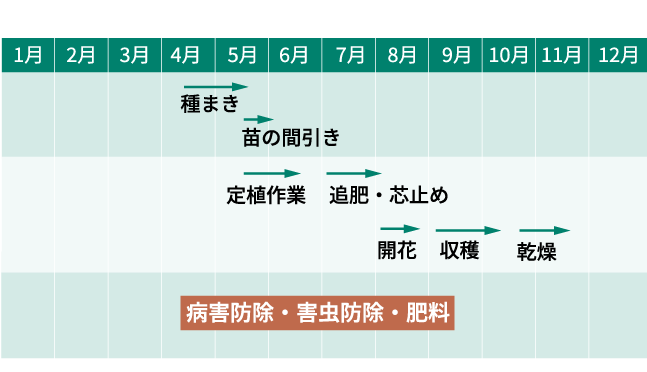 栽培スケジュール
