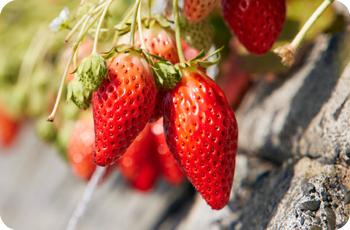 時代を超えてサステナブルに自然と人がやさしく育む果実の宝石「石垣いちご」