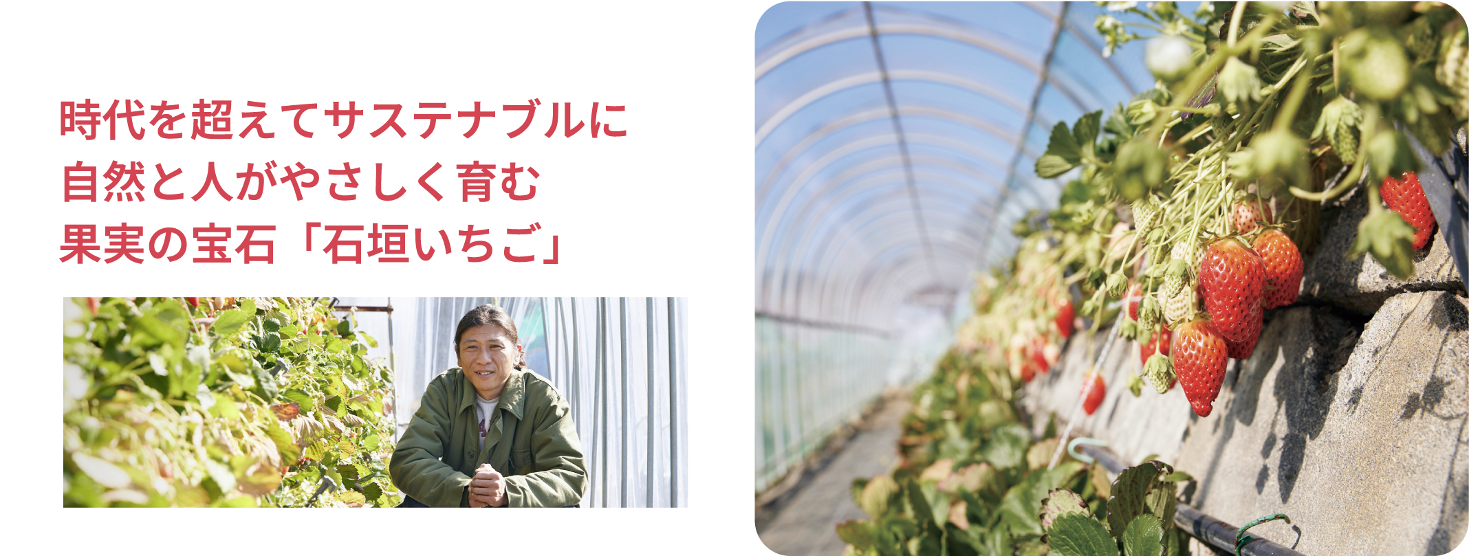 時代を超えてサステナブルに自然と人がやさしく育む果実の宝石「石垣いちご」 取材日：2025年3月