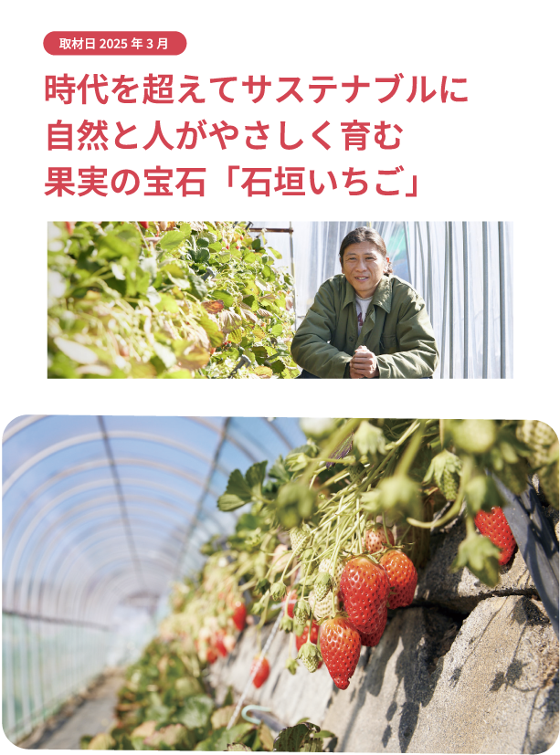 時代を超えてサステナブルに自然と人がやさしく育む果実の宝石「石垣いちご」 取材日：2025年3月