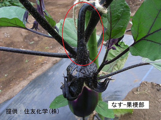 1.果梗部(なす)